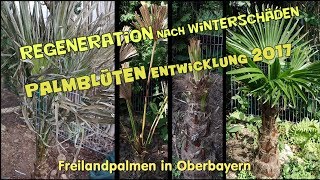 Palmen in Oberbayern  Regeneration nach Winterschaden  Palmenblüten Entwicklung [upl. by Tnaryb935]