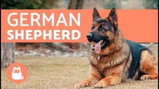 All about the German Shepherd  History care amp training [upl. by Aicatsanna]