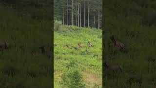 Elk Stampede in Elk Country But Why Do They Stop and Look Back Leave No One Behind [upl. by Akamaozu]