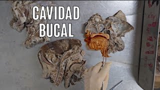 ANATOMÍA DE LA CAVIDAD BUCAL [upl. by Lynden31]