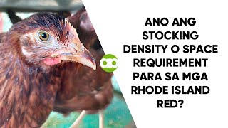 Ano ang Stocking Density o Space Requirement Para sa mga Rhode Island Red [upl. by Zertnom]