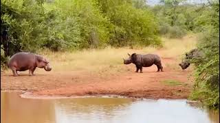 Hippo and Rhino stand off amazing sighting at Toro River Lodges Forsyth Family loving every minute [upl. by Sullivan]