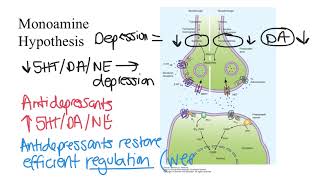 Depression Pathophysiology [upl. by Rambert]