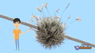 Tillandsia recurvata grupo13 [upl. by Bowerman102]