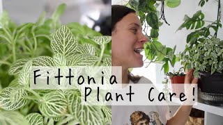 Fittonia Plant Care Tips amp Tricks  Fittonia Houseplant Care [upl. by Tyson39]