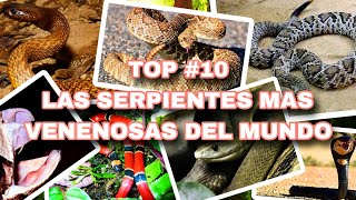 TOP 10  Las Serpientes mas peligrosas del mundo [upl. by Akimik]