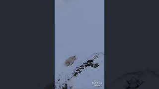 Mountain Goat struggles to get through the snowy terrain [upl. by Novy]