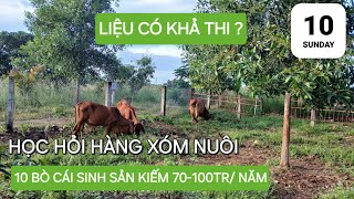 Nuôi Bò Sinh SảnDựa Vào 3 Nền Tảng Có Sẵn Farm Của Tài [upl. by Joelly97]