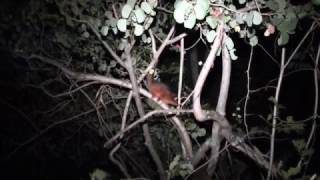 Baby Ringtail Possum Distress Sound [upl. by Einnov]