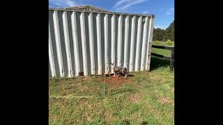 Rabbiting using ferrets lurchers and longnets in Australia [upl. by Christen]