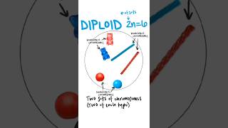 Ploidy  haploid n diploid 2n triploid 3n ploidy haploid diploid triploid [upl. by Massiw]