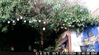 Birdbox Feeder Day 25 asmr nature short shorts wildlife birds education [upl. by Tdnerb]