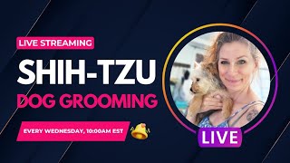 Live ShihTzu Grooming x 2 Elizabeth Jenn ❤️ [upl. by Eanod]