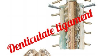 Ligamentum Denticulate [upl. by Chaffinch]