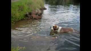 Welpen schwimmen Germanischer Bärenhund [upl. by Smeaj]