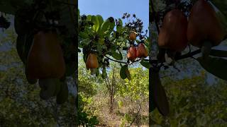 Goa cashew farm  jungle juice cashew farm tour Goa Cashew apple [upl. by Phillada]