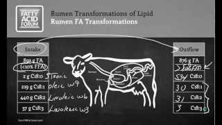 Rumen Transformation of Lipids by Dr Tom Jenkins Clemson University [upl. by Salahi]