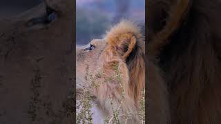 Male Lion roaring in Kgalagadi Mata Mata wildlife kgalagadi B1PhotoSafaris [upl. by Korwun]