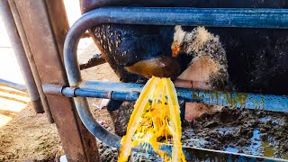 See how a vet drains a cows purulent abscess [upl. by Bahner]