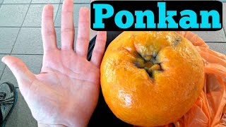 GIANT MANDARIN  Tasting The Ponkan Tangerine  Weird Fruit Explorer in Malaysia  Ep 96 [upl. by Jennilee295]