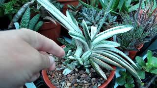 Aloe and Gasteria Succulent Plants in beautiful flower spike [upl. by Hellene728]