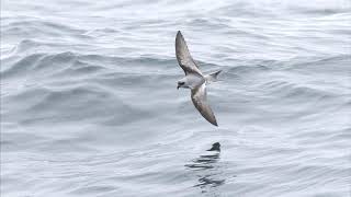 Westport Seabirds Pelagic May 8 2021 [upl. by Dercy]