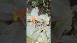 Ente veetile cheyyriya oru poonthottam 🌹🌹🌹🌹youtubeshorts flowers flowergarden [upl. by Carolan]