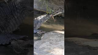 Feeding Time for Gharials Watch These Rare Crocs Snag Their Meal [upl. by Arinaid]