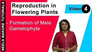 Reproduction in Flowering Plants  NEET  Formation of Male Gametophyte  Neela Bakore Tutorials [upl. by Reivazx962]