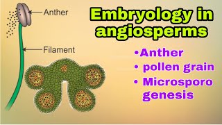 Embryology in angiosperms anther pollen grain Formation of male gametes lecture in Hindi [upl. by Eelyak]