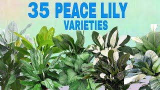 35 SPATHIPHYLLUM PEACE LILY VARIETIES [upl. by Ymled]