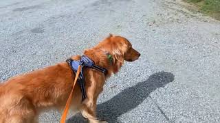 Campground review on Quechee Vermont KOA livelifetravelmore welovetotravel goldenretriever [upl. by Pawsner]