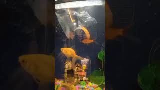 Fish aquarium tips pufferfish thefishfans aquarium puffer fishing fish trending [upl. by Atikir]