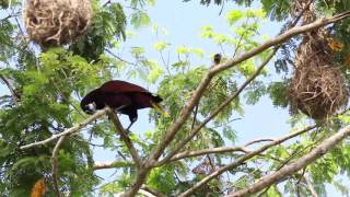 Oropendola moctezuma [upl. by Ihcehcu851]