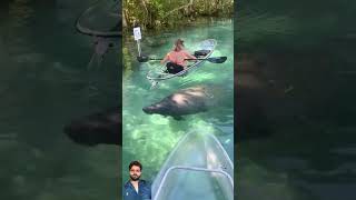 Manatees At Crystal River animals manatee crystalkayak [upl. by Ebner]