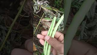 Harvesting green chillies 🌶️and cowpea farming organic vegetables youtube short vedio [upl. by Arrat]