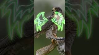 Falcon fast this falcon speed is 380 kilo meter per hour viral video foryou subcribe my channel [upl. by Anul704]