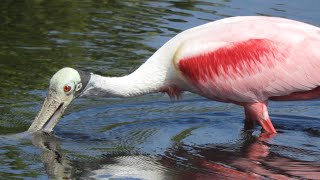 Roseate Spoonbill foraging for mud creatures [upl. by Marder892]