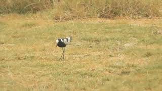 Vanellus spinosus  avefría espinosa  spur winged lapwing [upl. by Notsyrb]