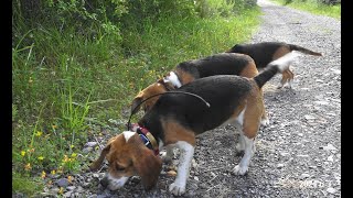 Skyviews Beagles Rabbit Hunting And AKC Field Trials [upl. by Ardnassac]