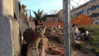 Esterilización GATAS Recomendaciones para castrar a los gatos hembras [upl. by Triny]