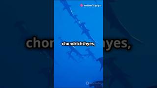 Part1 quotExploring Chondrichthyes Sharks Rays amp More MarineBiology Sharks OceanLifequot ytshorts [upl. by Trovillion]