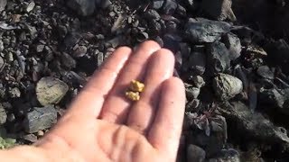 Garrett Infinium finds 14 OZ Gold Nugget in N California [upl. by Inger147]