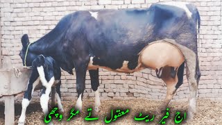 22 kg milk Jersey cross cow 03124578623In Pakistan on YouTubeDate111124 [upl. by Heuser]