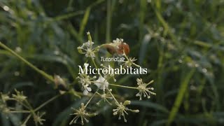 Wild Things  Tutorial 12  Microhabitats [upl. by Infield]