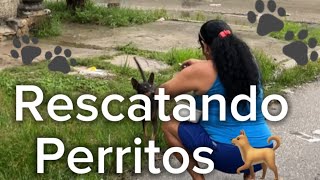 Rescatando perros callejeris con Charmimamá 🐾❤️‍🩹 [upl. by Aleinad]