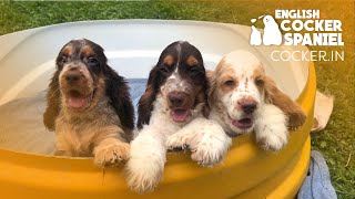 Cocker Spaniel Puppies  available  WHATSAPP 7204487573  Bangalore [upl. by Mcilroy846]