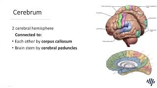 Introduction to neurology and neuro localization [upl. by Acsirp162]