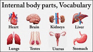 35 Basic Parts Of Body  body parts  Listen And Practice  Internal Body Parts bodyparts [upl. by Ailimaj422]