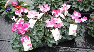 Outdoor amp Cyclamen Looking Good Video 4th November 2024 [upl. by Sairahcaz]